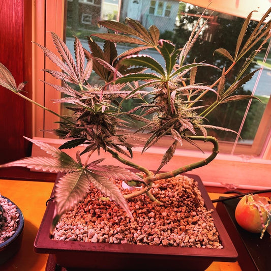 CannaBonsai