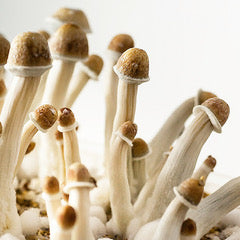 Mood Healers – Capsules Premium Microdosing Mushrooms