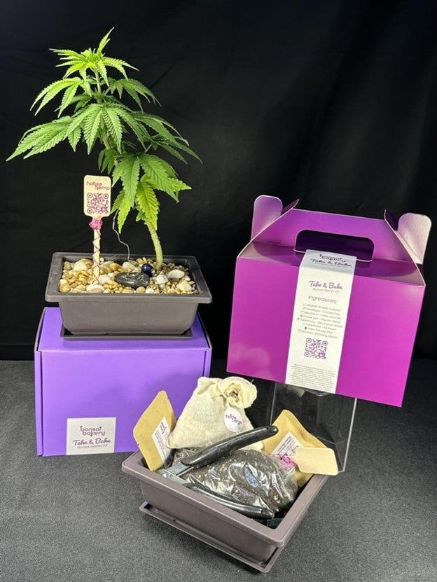 CannaBonsai Promo Buy Two Get One Free