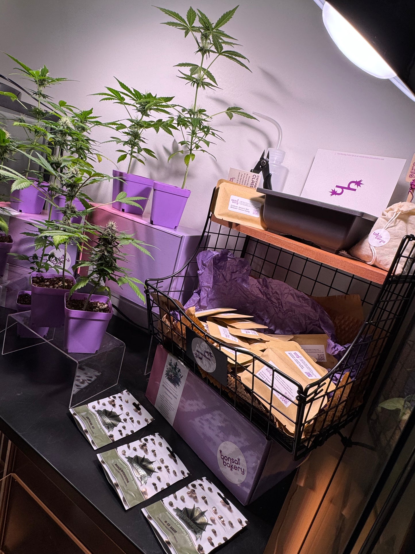 CannaBonsai Promo Buy Two Get One Free